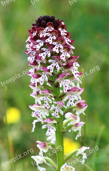 Lady Orchid Orchis Ustulata Hester Burned Flowers