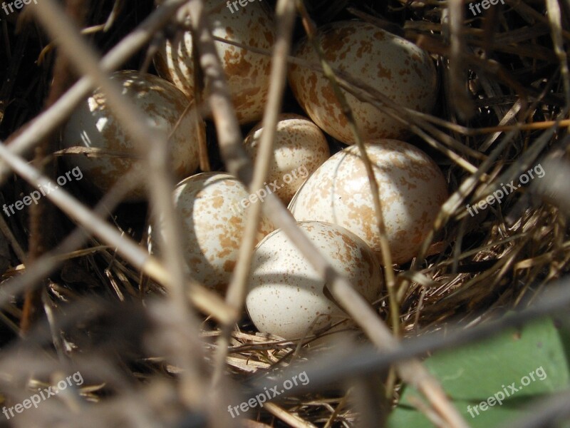 Nest Wild Ave Partridge Eggs