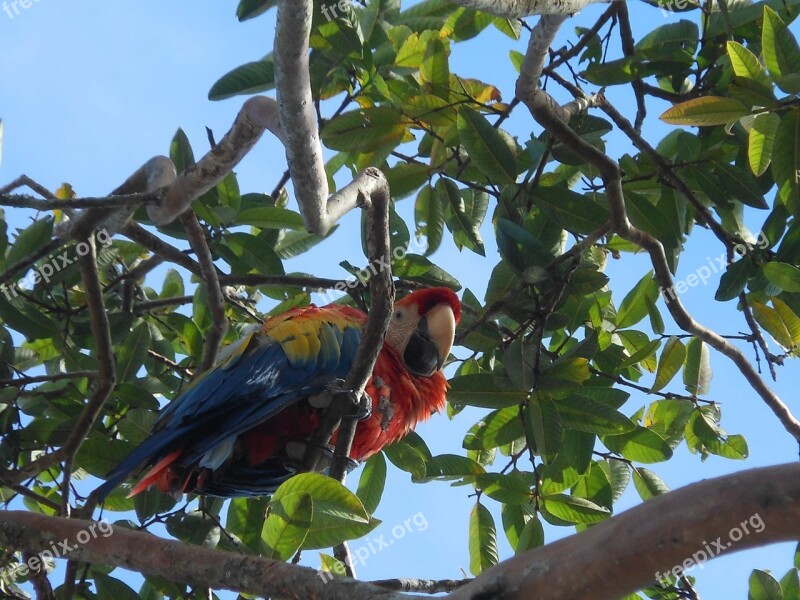 Macaw Colombia Colorful Animal Ave Cauca