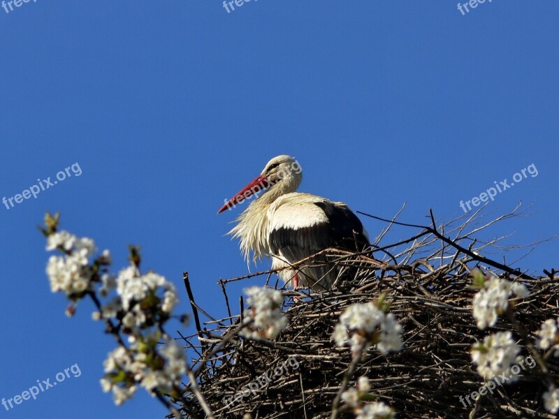 Stork Spring Bird Nature White