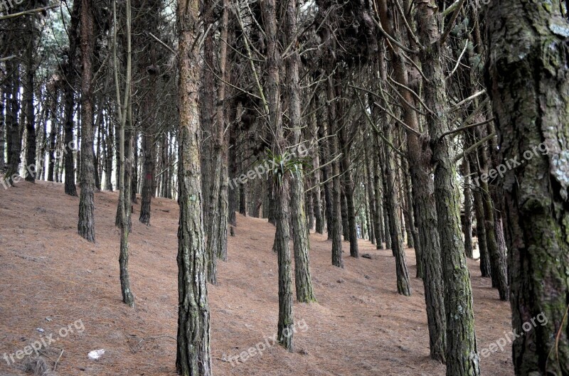 Green Peace Landscape Forest Trees