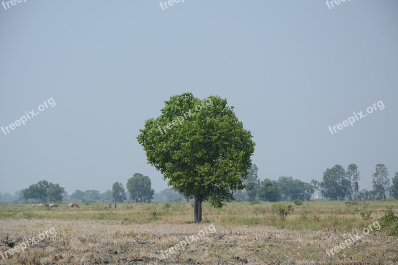 Am Lonely Tree Geography Land Green