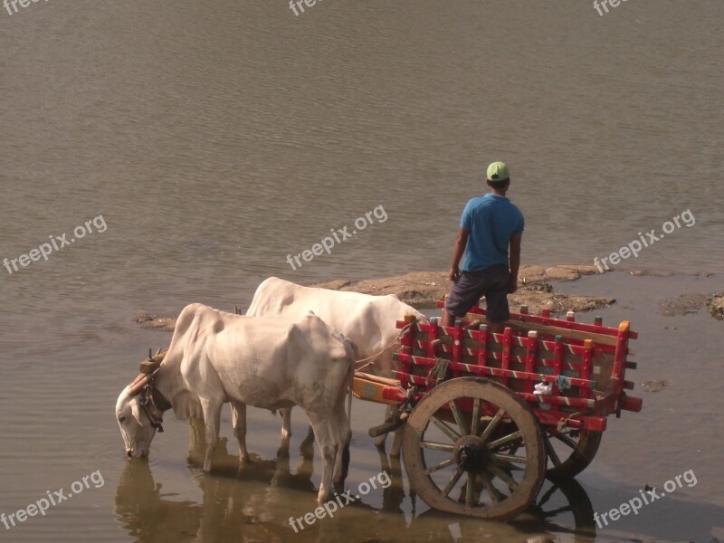 Bullock Cart Bulls Bullock Village Rural