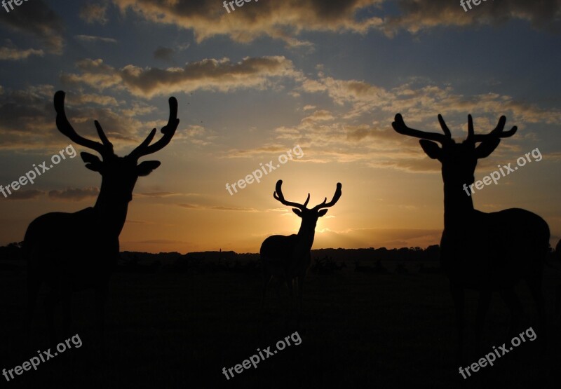 Silhouette Deer Horns Sunset Fallow