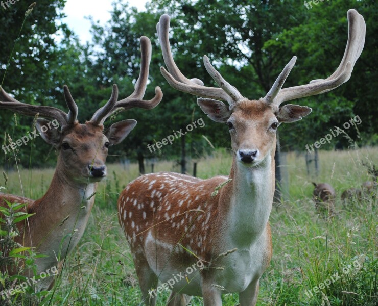 Deer Fallow Bucks Free Photos