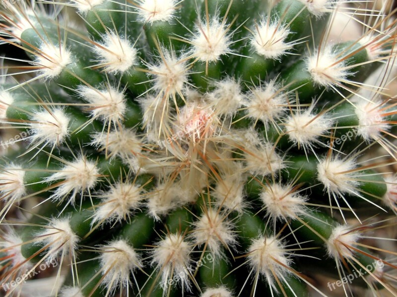 Cactus Pallokaktus Peaks Plant Houseplant