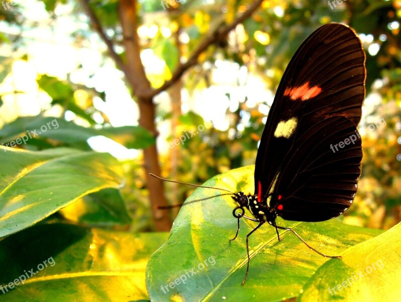 Butterfly Insect A Side Butterfly Garden Free Photos