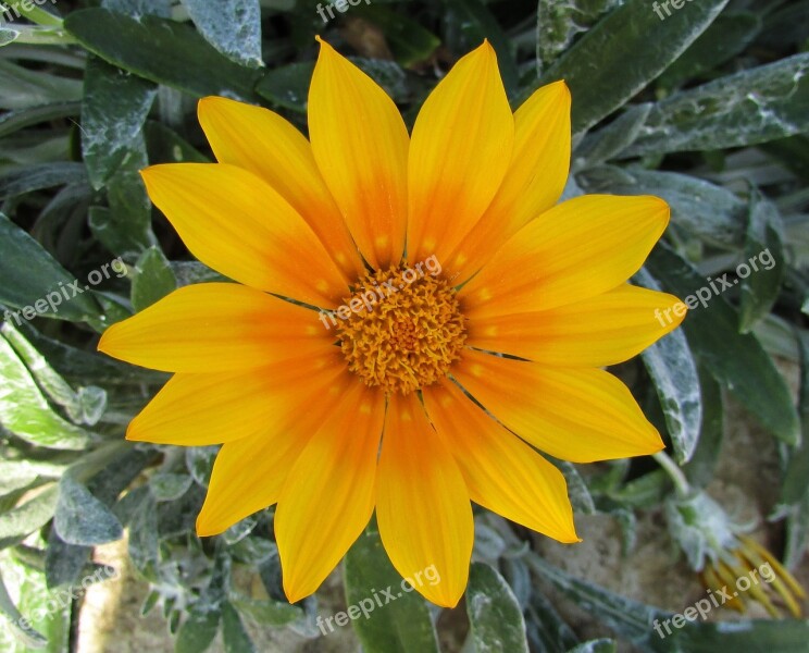 Gazania Daisy Flower Yellow Nature