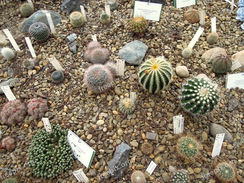 Cactus Cactuses Planting Plants Garden