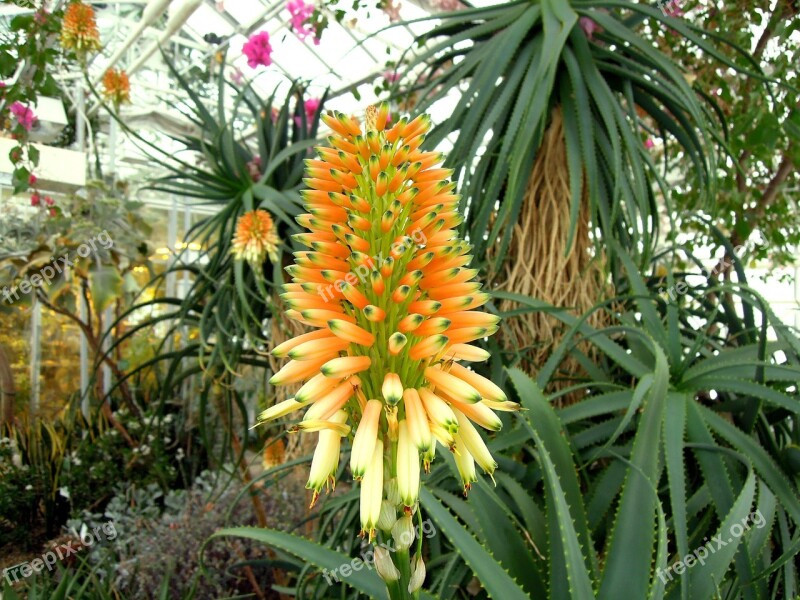 Flower Garden Plant Yellow Inflorescence