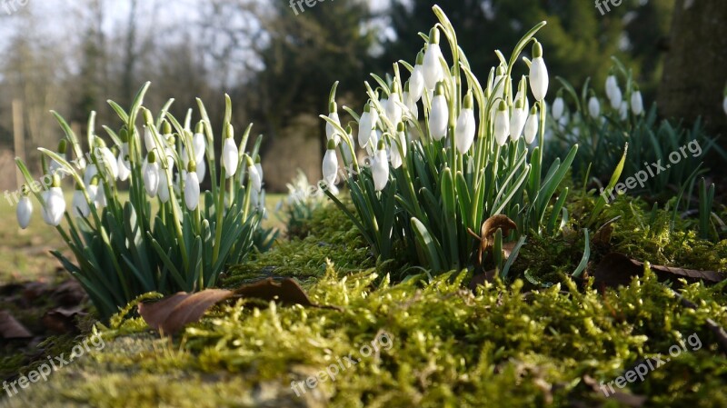 Flowers Perce-neige Foam Free Photos