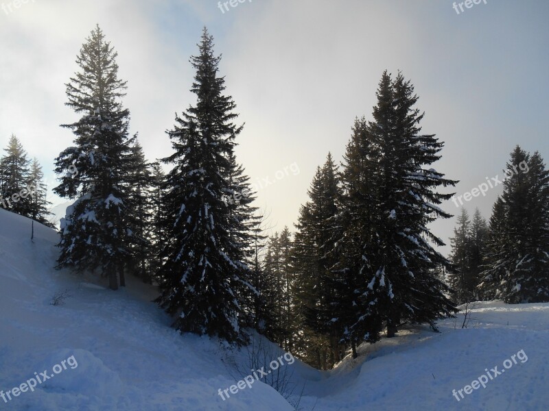 Trees Snow Winter Christmas Cold