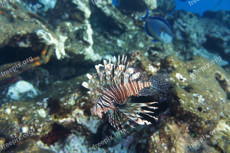 Coral Aslanbalıg The Pterois Your Red Sea Tofik