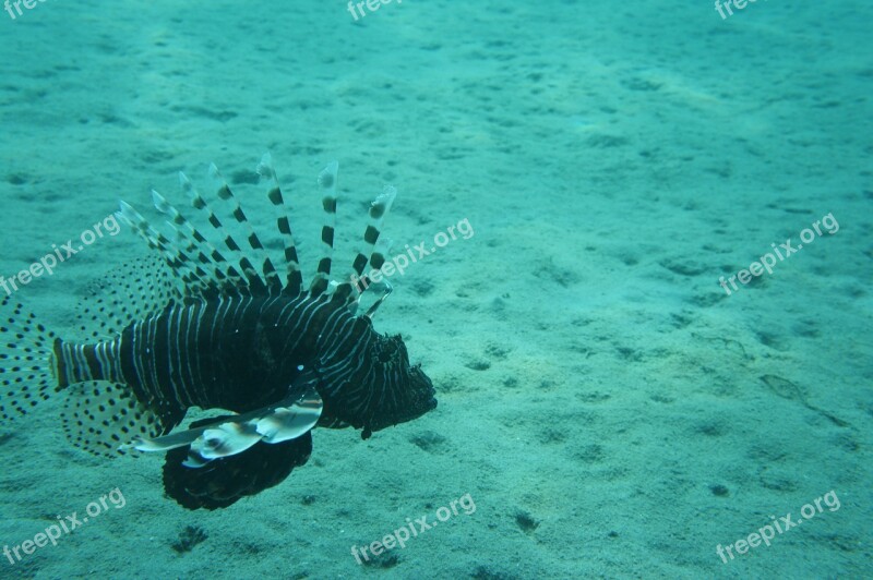 Aslanbalıg The Pterois Your Red Sea Tofik Under Water