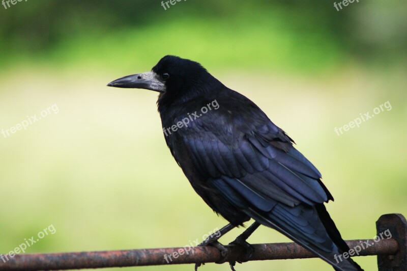 Animal Bird Nature Beak Close Up