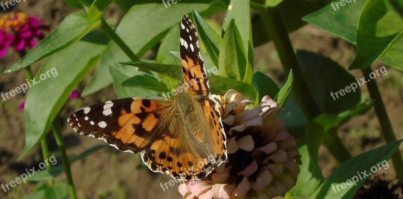 Butterfly Flower Nature Insect Flying Insect