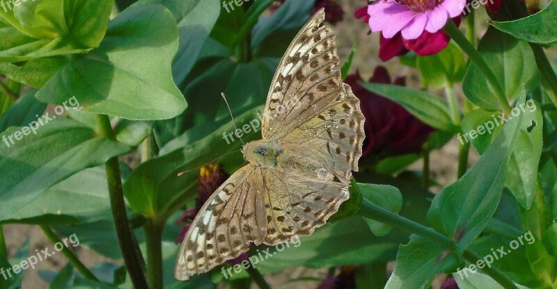 Butterfly Flower Nature Animal Insect