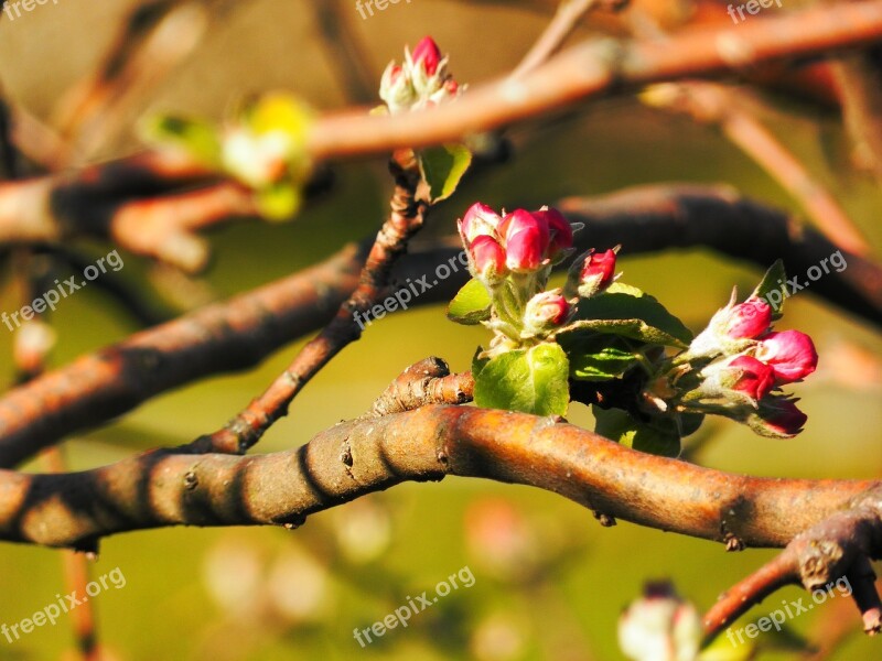 Buds Flowers Spring Apple Nature