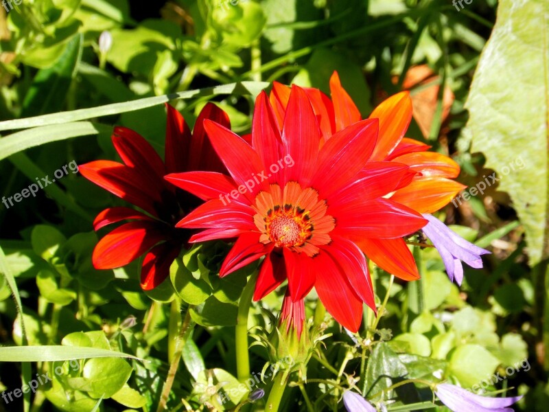 Gerberas Flower Summer Gerbera Free Photos