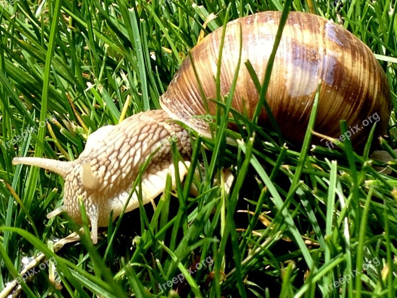 Snail Animals Slime Grass Shell