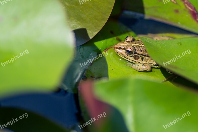 Natural Plant Green Leaf Waterside