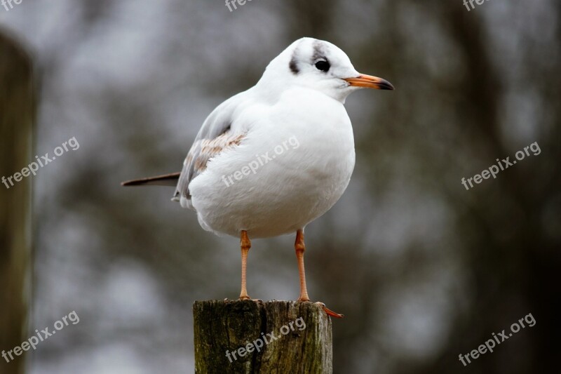 Bird Black-headed Gull Chroicocephalus Ridibundus Animal Wildlife