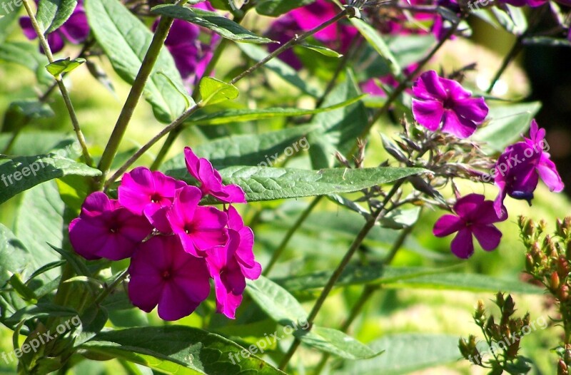 Oleander Flower Purple Flower Nature Violet