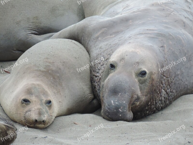 Seeelefant Sea ​​lion Friendship Partnership Embrace