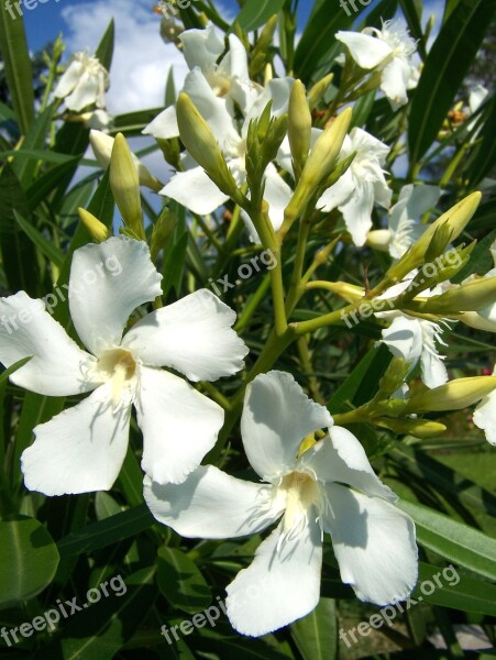 Oleander White Flower Flower White Garden