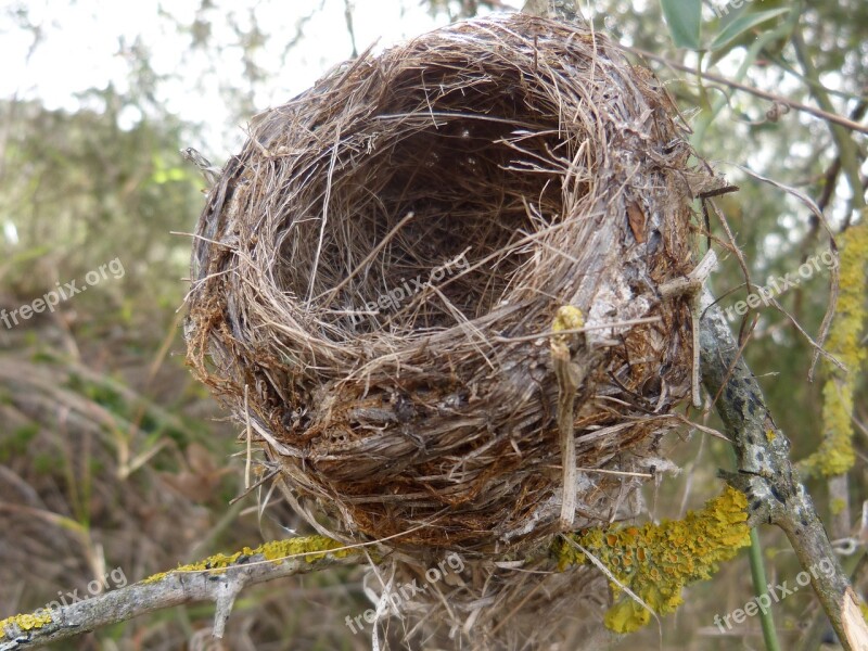 Nest Bird's Nest Live Concept Symbol