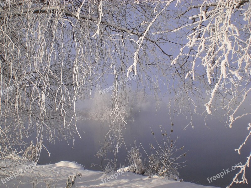 Frost Ice Tree Brench Icy