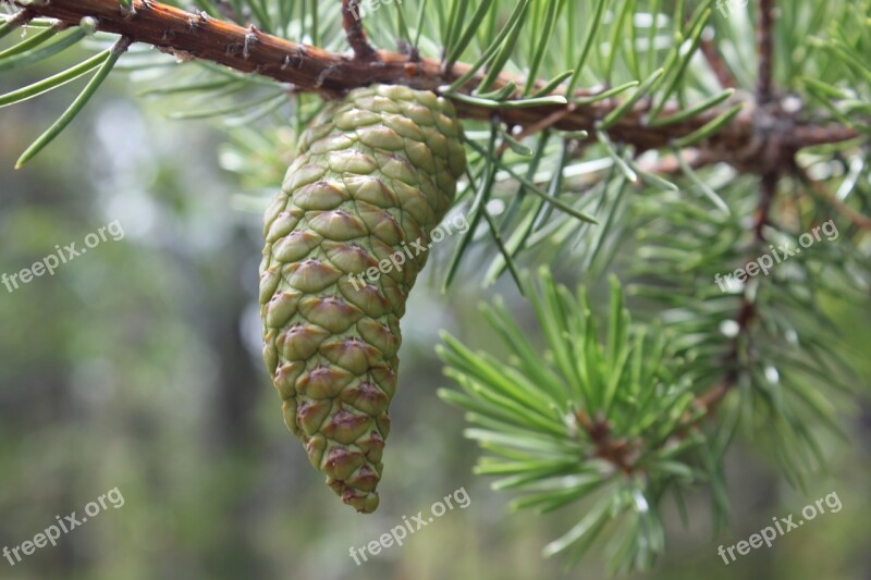 Cocote Spinet Tree Conifer Free Photos