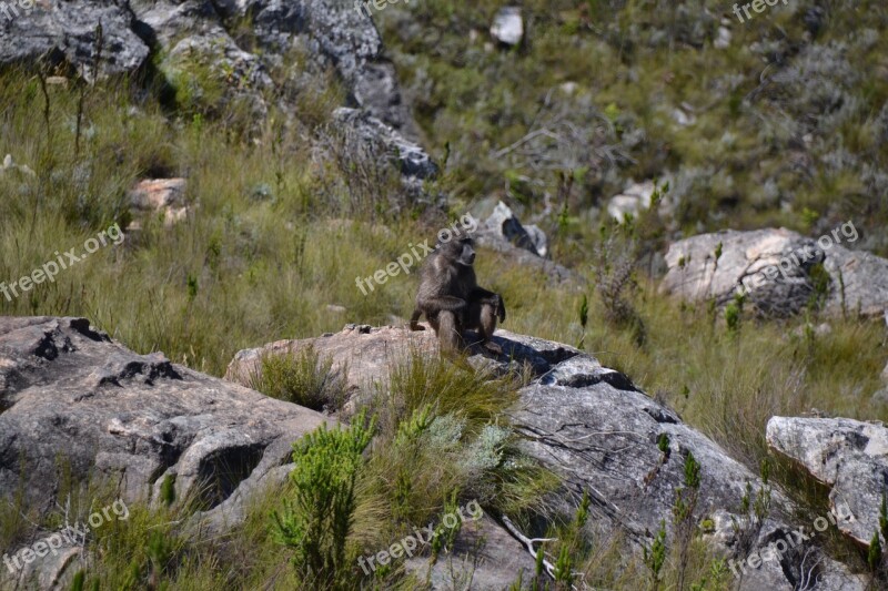 Monkey Sit Look National Park Reserve