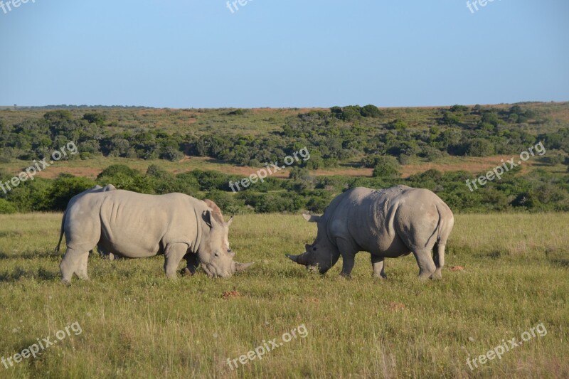 Rhino Safari Africa Animal Free Photos