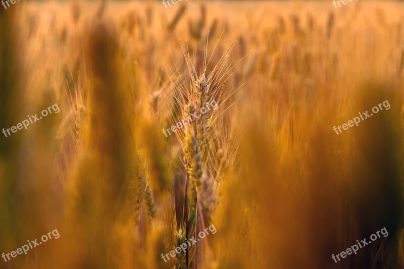 Wheat Field Close-up Natural Outdoors Dry