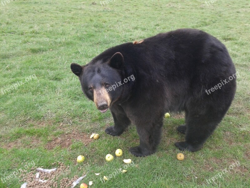 The Bear Animals Zoo Free Photos