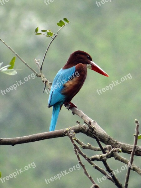 White-throated Kingfisher Kingfisher Bird Halcyon Smyrnensis White-breasted Kingfisher