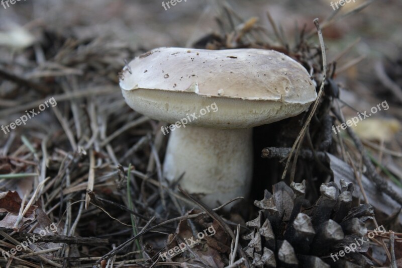 Mushroom Forest Nature Mushrooms Autumn