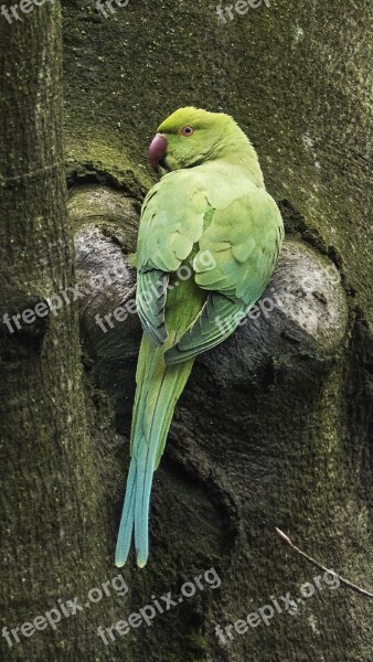 Necked Parakeet Small Alexander Parakeet Noble Parakeet Needle-park Free Photos