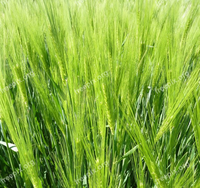 Spike Field Green Nature Cereals