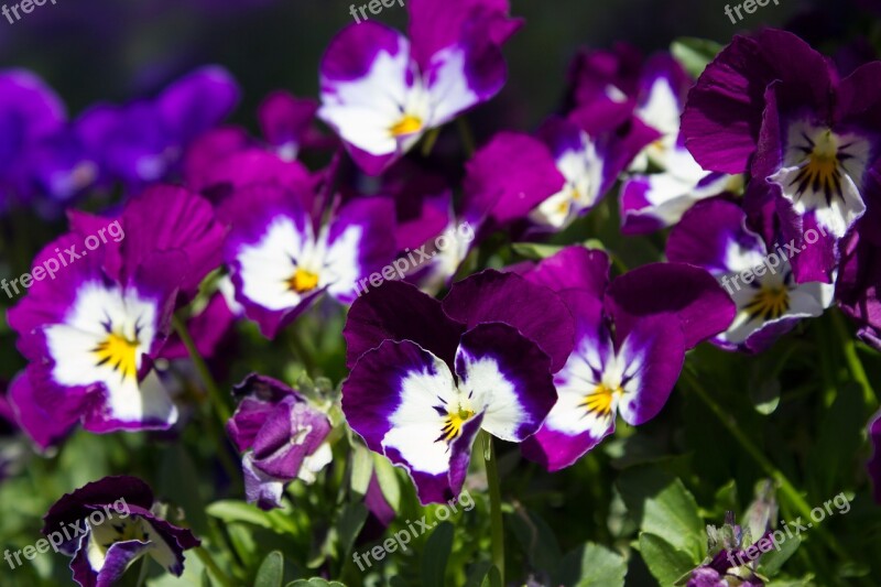 Early Bloomer Purple White Pansies Purple White Flower