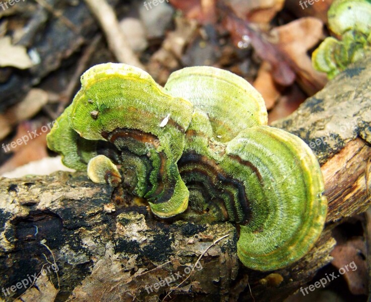 Tinder Fungus Green Forest Mushroom Free Photos