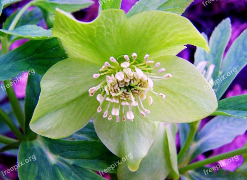 Hellebore Winter Aconite Forest Flower Free Photos