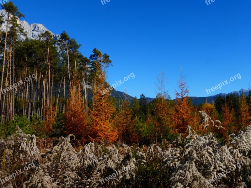 Autumn Forest Colorful Leaves Autumn Forest