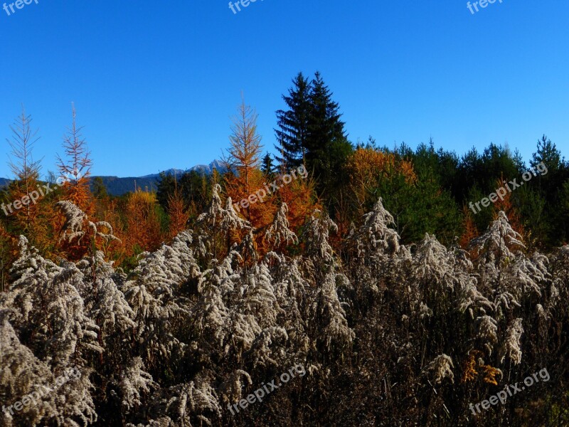 Autumn Leaves Forest Forest Floor Fall Foliage