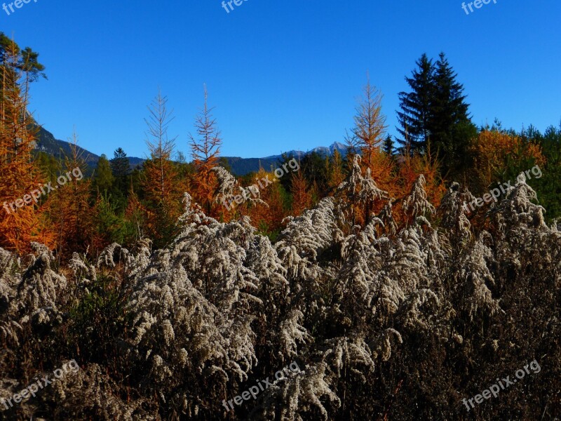 Autumn Leaves Forest Forest Floor Fall Foliage