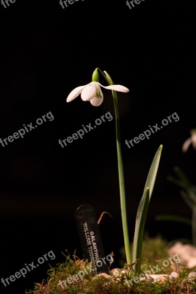 Snowdrop Macro White Flowers Spring Free Photos