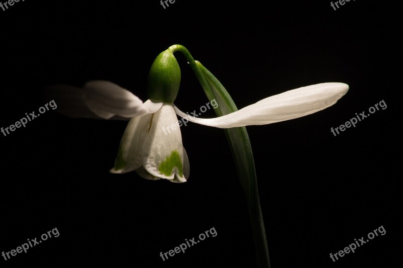 Snowdrop Macro White Flowers Spring Free Photos