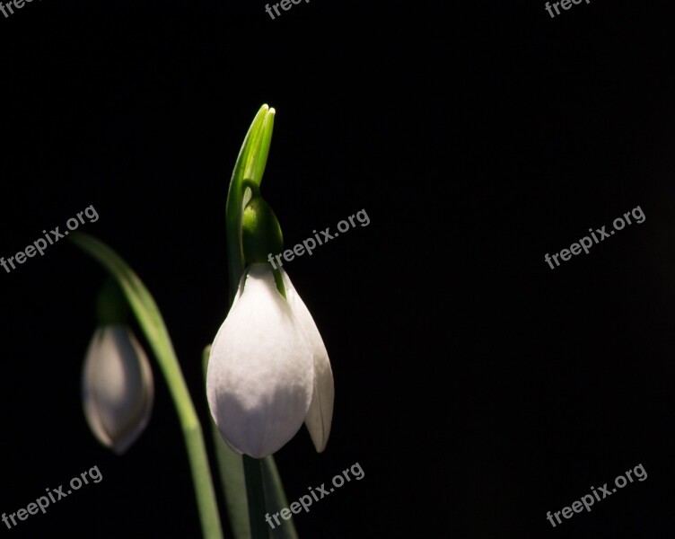 Snowdrop Macro White Flowers Spring Free Photos