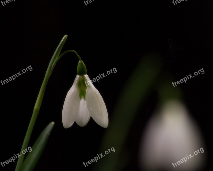 Snowdrop Macro White Flowers Spring Free Photos